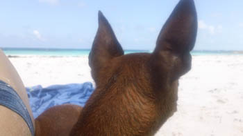 Mollo Tutto tranne Fido: Un piccolo cane in volo per le Bahamas